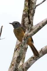 Mionectes rufiventris