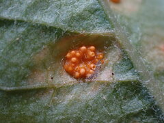 Puccinia