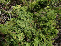 Cupressus nootkatensis