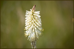 Kniphofia albescens
