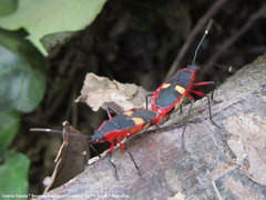 Dysdercus albofasciatus