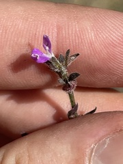 Dicliptera peduncularis