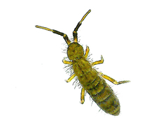 Orchesella villosa