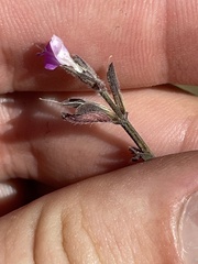 Dicliptera peduncularis