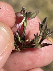 Dicliptera peduncularis