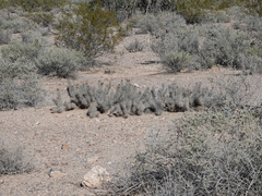 Grusonia kunzei