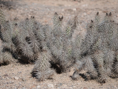 Grusonia kunzei