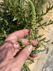 Reseda luteola