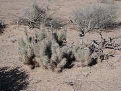 Grusonia kunzei