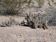 Grusonia kunzei
