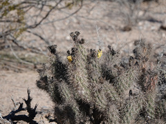 Grusonia kunzei