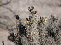 Grusonia kunzei