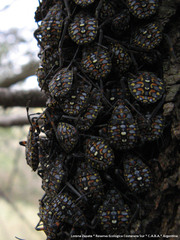 Pachylis argentinus