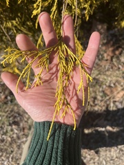 Chamaecyparis pisifera