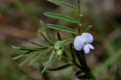 Vicia linearifolia