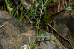 Vicia linearifolia