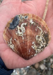 Aequipecten opercularis