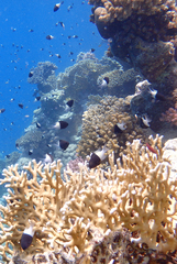 Pycnochromis dimidiatus