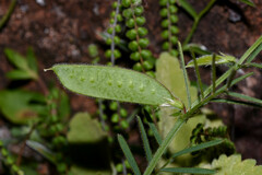Vicia linearifolia