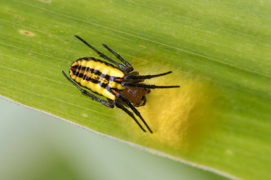 orb weavers