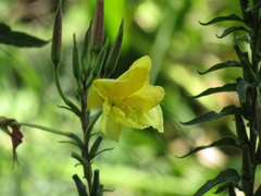 Oenothera glazioviana