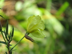 Oenothera glazioviana