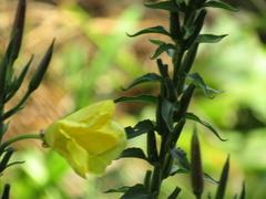 Oenothera glazioviana