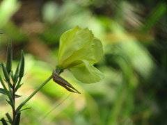 Oenothera glazioviana