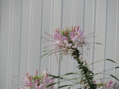 Cleome houtteana