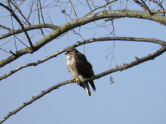Buteo buteo