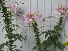 Cleome houtteana