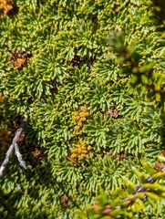 Bolax gummifera