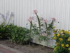 Cleome houtteana