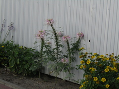 Cleome houtteana