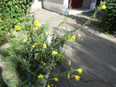Oenothera glazioviana