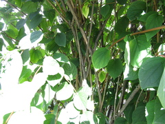Philadelphus