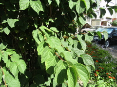 Philadelphus