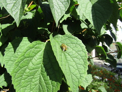 Philadelphus