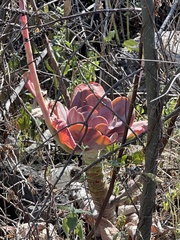 Echeveria gibbiflora