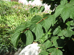Philadelphus
