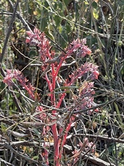 Echeveria gibbiflora