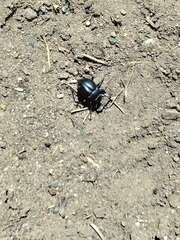 Nyctelia