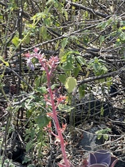 Echeveria gibbiflora