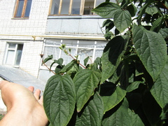 Philadelphus