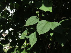 Philadelphus