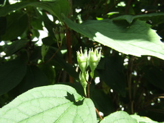 Philadelphus