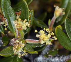 Cercocarpus ledifolius intermontanus