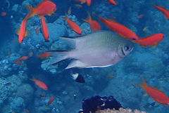 Amblyglyphidodon indicus