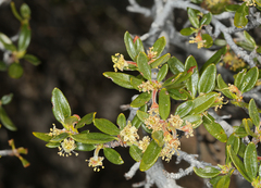 Cercocarpus ledifolius intermontanus