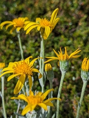 Senecio mairetianus